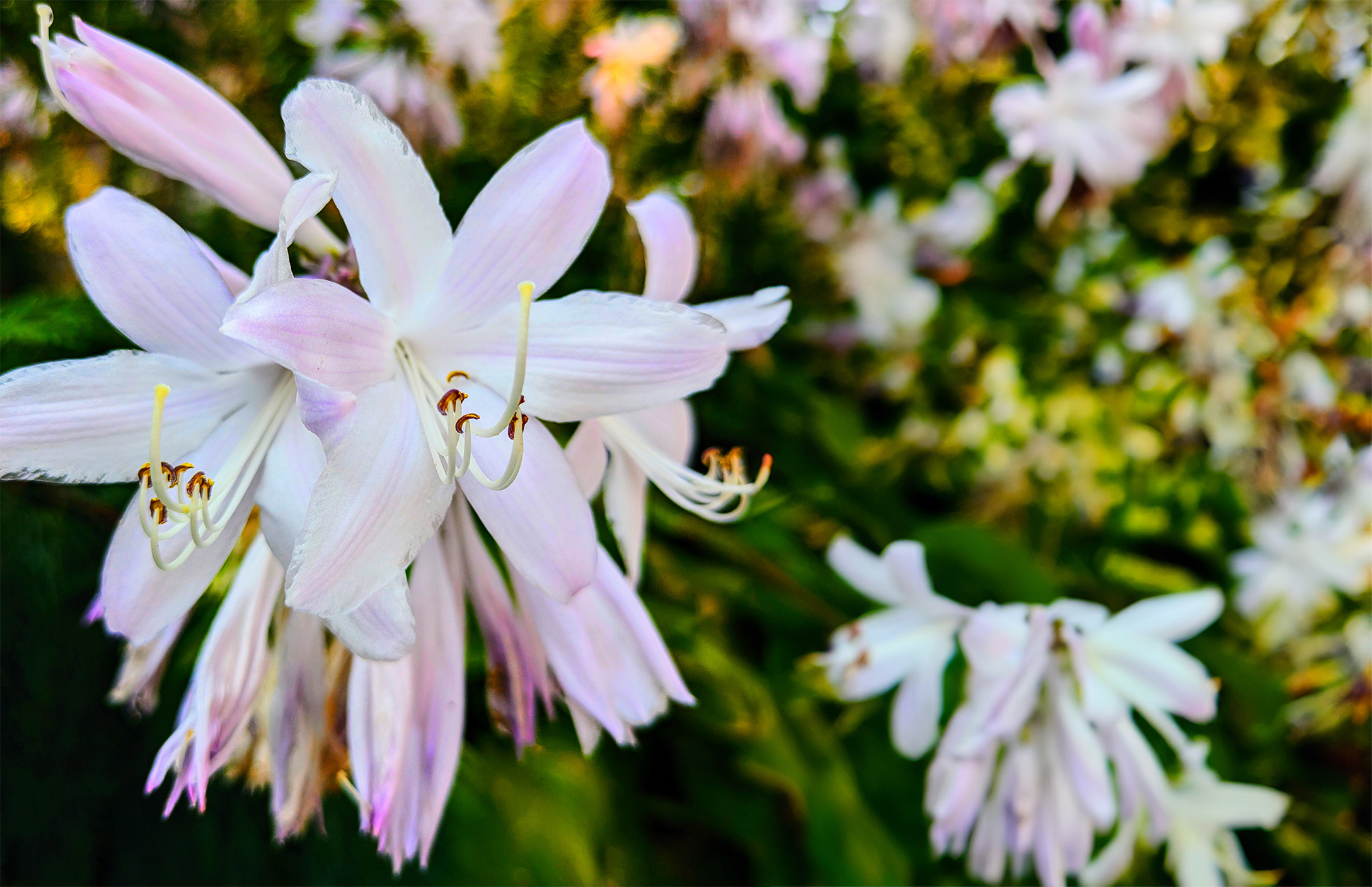 White Flower Edit
